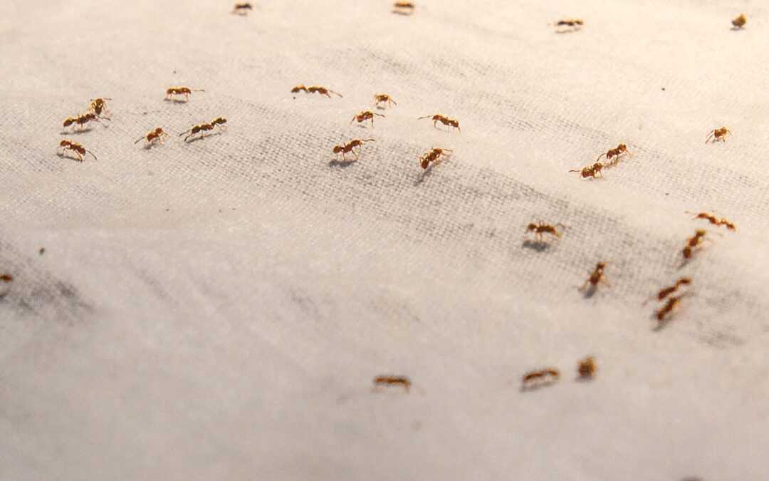 7 Will have to-Know Indicators of a Pest Infestation in Your House in Clermont, Florida