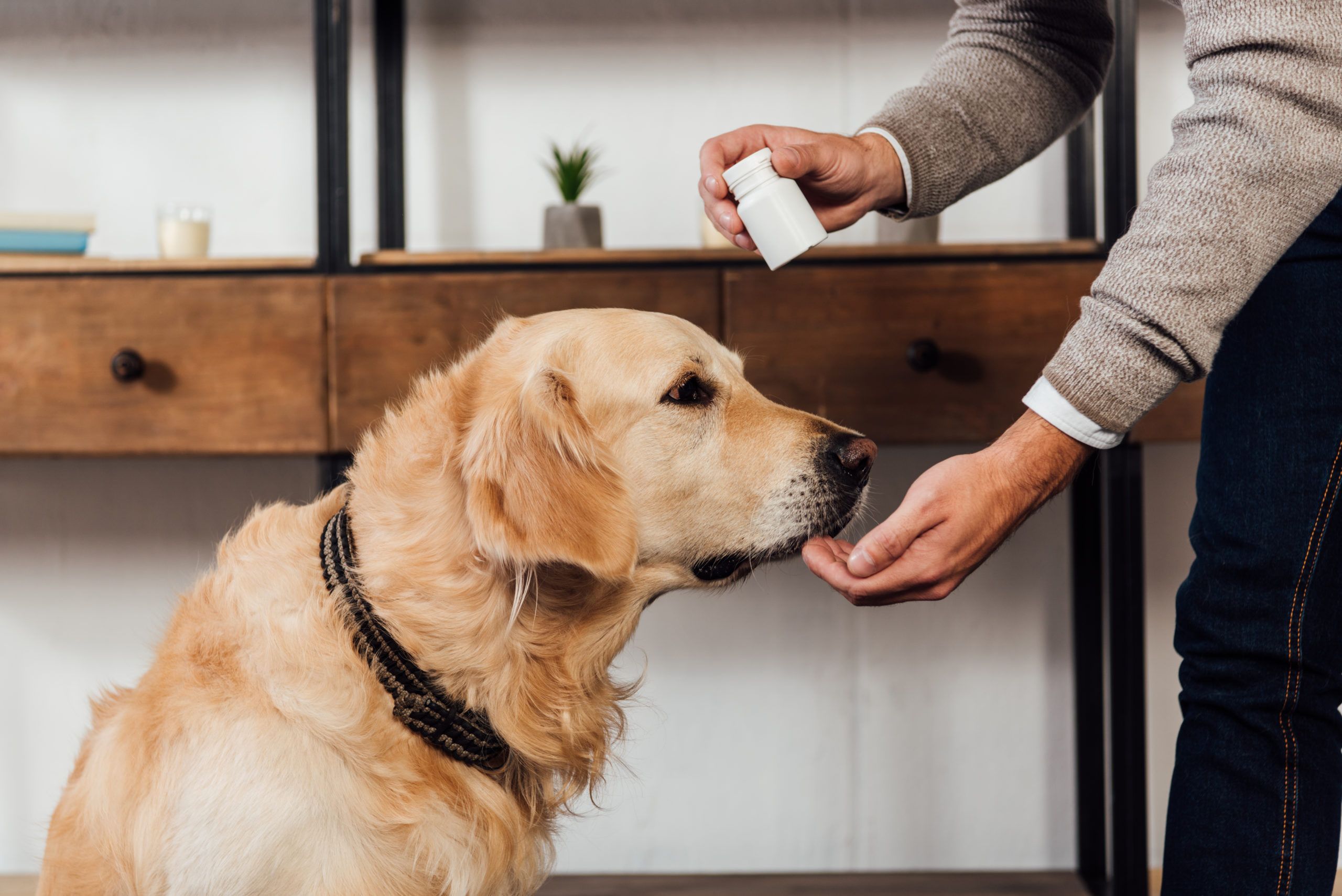 How To Give protection to Your Canines From Not unusual Well being Problems With CBD Oil?