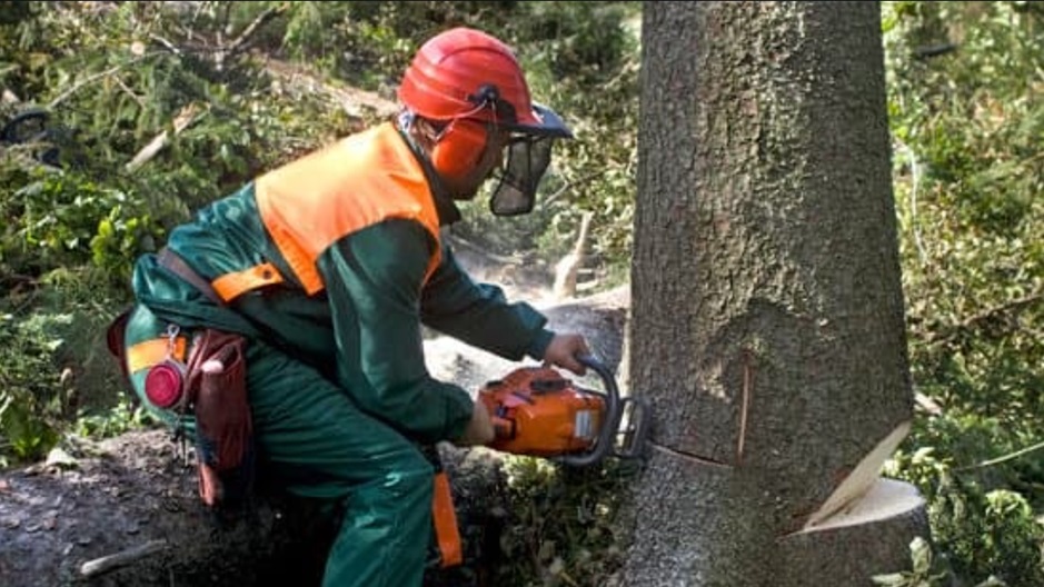 Figuring out When Tree Removing Improves Belongings Protection