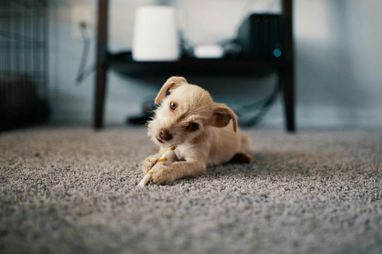 Can Steam Cleansing Take away Puppy Scent from Carpets?